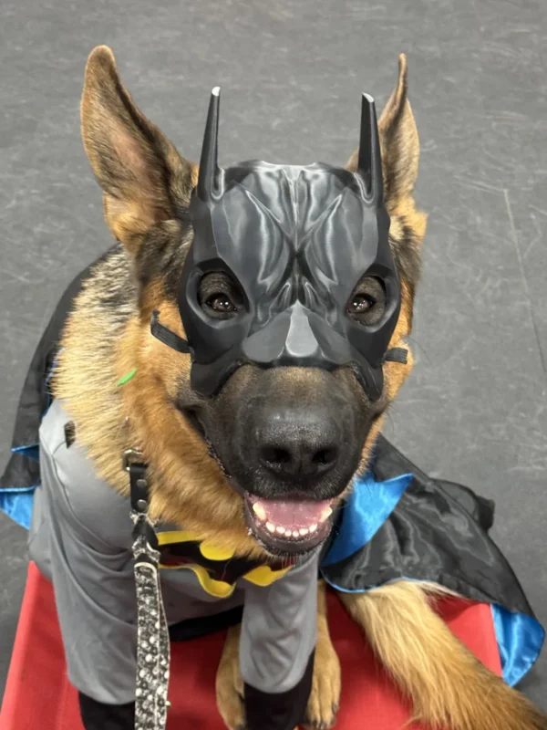 Batman Dog Mask - Görsel 3